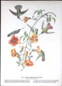 Black-Throated Mango Audubon Birds of America 72-Year-Old Coloured Book Plate-68.