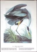 Great Blue Heron Audubon Birds of America 72-Year-Old Coloured Book Plate-47.