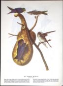 Purple Martin Audubon Birds of America 72-Year-Old Coloured Book Plate-95.