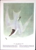 Gull-Billed Tern Audubon Birds of America Coloured 72-Year-Old Book Plate-142.