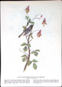 Black-Throated Blue Warbler Audubon Birds of America 72-Year-Old Book Plate-156.