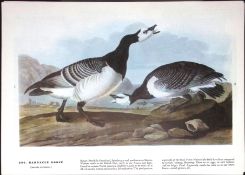 Barnacle Goose Audubon Birds of America 72-Year-Old Coloured Book Plate-105.