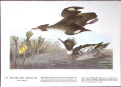 Red Breasted Merganser Audubon Birds of America 72-Year-Old Book Plate-127.