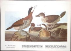 Ruddy Ducks Audubon Birds of America 72-Year-Old Coloured Book Plate-208.