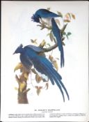 Collie’s Magpie-Jay Audubon Birds of America 72-Year-Old Coloured Book Plate-80.
