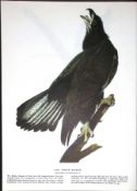 Bald Eagle Audubon Birds of America 72-Year-Old Coloured Book Plate-29.
