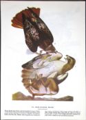 Red-Tailed Hawk Audubon Birds of America 72-Year-Old Coloured Book Plate-19.