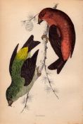 Crossbill Rev Morris 1888 Antique History of British Birds Engraving-39.
