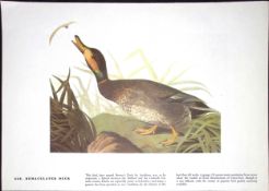 Bemaculated Duck Audubon Birds of America 72-Year-Old Coloured Book Plate-149.
