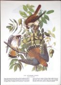Sparrow Hawk Audubon Birds of America 72-Year-Old Coloured Book Plate-27.