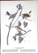 Myrtle Warbler Audubon Birds of America 72-Year-Old Book Plate-157.