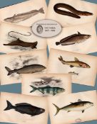 Job-Lot 10 Antique Johnathan Couch Fishes of The British Isles Engravings-1.