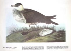 Pomarine Jaeger Audubon Birds of America 72-Year-Old Coloured Book Plate-172.