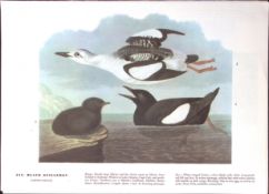 Black Guillemot Audubon Birds of America 72-Year-Old Book Plate-133.