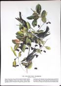 Black-Poll Warbler Audubon Birds of America 72-Year-Old Book Plate-154.