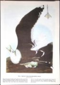 Great Black Backed Gull Audubon Birds of America 72-Year-Old Coloured Book Plate-38.
