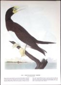 White Bellied Booby Audubon Birds of America 72-Year-Old Coloured Book Plate-46.