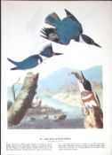 Belted Kingfisher Audubon Birds of America 72-Year-Old Coloured Book Plate-31.