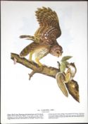 Barred Owl Audubon Birds of America 72-Year-Old Coloured Book Plate-15.