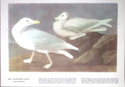 Glaucous Gull Audubon Birds of America 72-Year-Old Coloured Book Plate-147.