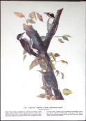 Arctic Three-Toed Woodpecker Audubon Birds of America 72-Year-Old Book Plate-51.