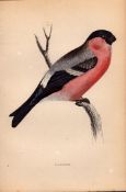 BullFinch Rev Morris 1888 Antique History of British Birds Engraving-35.