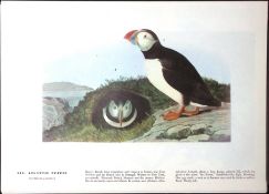 Atlantic Puffin Audubon Birds of America 72-Year-Old Coloured Book Plate-44.