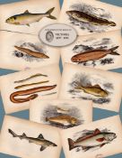 Job-Lot 10 Antique Johnathan Couch Fishes of The British Isles Engravings-3.