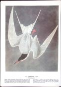 The Common Tern Audubon Birds of America 72-Year-Old Coloured Book Plate-184.