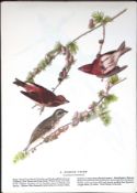 Purple Finch Audubon Birds of America 72-Year-Old Coloured Book Plate-78.