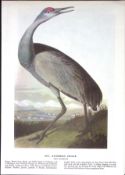 Sandhill Crane Audubon Birds of America 72-Year-Old Coloured Book Plate-73.