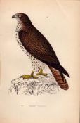 Honey Buzzard Rev Morris Antique 1888 History of British Birds Engraving-5.