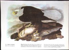 Bald Eagle Audubon Birds of America 72-Year-Old Coloured Book Plate-17.