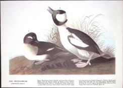 The Bufflehead Audubon Birds of America 72-Year-Old Coloured Book Plate-215.