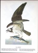 Osprey Audubon Birds of America 72-Year-Old Coloured Book Plate-83.