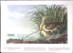 Long-Billed Curlew Audubon Birds of America 72-Year-Old Book Plate-135.