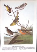 Finches & Tanager Audubon Birds of America 72-Year-Old Coloured Book Plate-146.