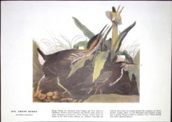 Green Heron Audubon Birds of America 72-Year-Old Coloured Book Plate-148.