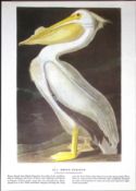 White Pelican Audubon Birds of America 72-Year-Old Coloured Book Plate-118.