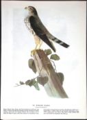 Pigeon Hawk Audubon Birds of America 72-Year-Old Coloured Book Plate-7.