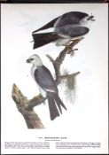 Mississippi Kite Audubon Birds of America 72-Year-Old Coloured Book Plate-62.