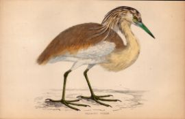 Squacco Heron Rev Morris 1888 Antique History of British Birds Engraving-45.