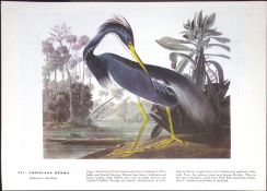Louisiana Heron Audubon Birds of America 72-Year-Old Coloured Book Plate-113.