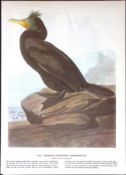 Double Crested Cormorant Audubon Birds of America 72-Year-Old Book Plate-74.