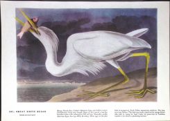Great White Heron Audubon Birds of America 72-Year-Old Coloured Book Plate-28.