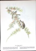 Pine Siskin Audubon Birds of America 72-Year-Old Book Plate-159.