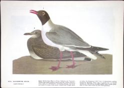 The Laughing Gull Audubon Birds of America 72-Year-Old Coloured Book Plate-182.