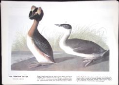 Horned Grebe Audubon Birds of America 72-Year-Old Coloured Book Plate-177.
