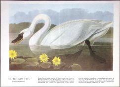 Whistling Swan Audubon Birds of America 72-Year-Old Coloured Book Plate-100.
