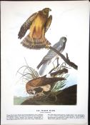 Marsh Hawks Audubon Birds of America 72-Year-Old Coloured Book Plate-207.